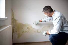 Best Mold Remediation for Healthcare Facilities in St Francis, MN